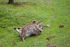 Eurasian Lynxes