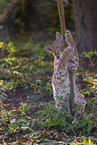 Eurasian Lynx