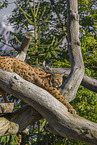 Eurasian Lynx