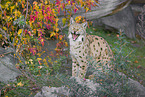 Eurasian Lynx