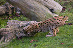 Eurasian Lynx
