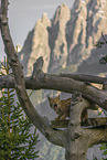 Eurasian Lynx
