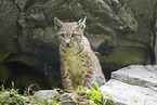 european lynx