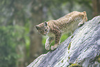 european lynx