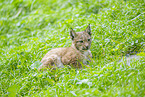 european lynx