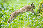european lynx