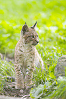 european lynx
