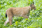 european lynx