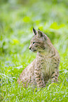 european lynx