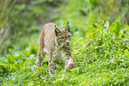 european lynx