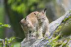 european lynx