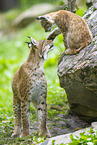 european lynx