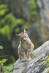 european lynx