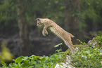 european lynx