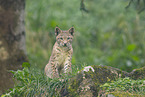 european lynx
