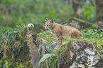 european lynx
