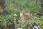 european lynx