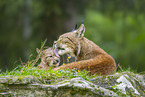european lynx