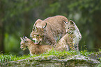 european lynx