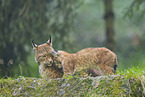 european lynx