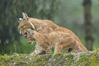 european lynx