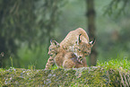 european lynx