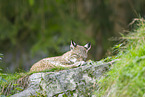 european lynx