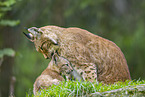 european lynx