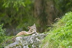 european lynx