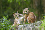 european lynx