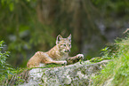 european lynx
