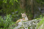 european lynx