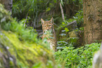 european lynx