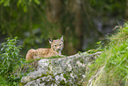 european lynx