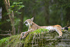 european lynx