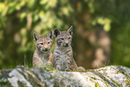 european lynx