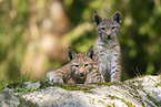 european lynx