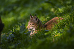 european lynx
