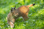 european lynx