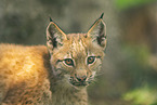 european lynx