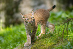 european lynx