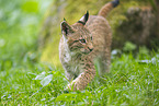 european lynx