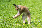 european lynx