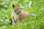 european lynx