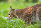 european lynx