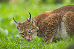 european lynx