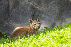 european lynx