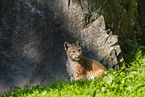 european lynx