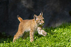 european lynx