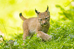 european lynx